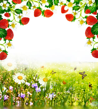 Chamomile field. Frame of the summer landscape and strawberries photo