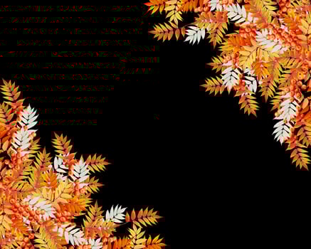 Colorful autumn foliage isolated on black background. Indian summer. photo