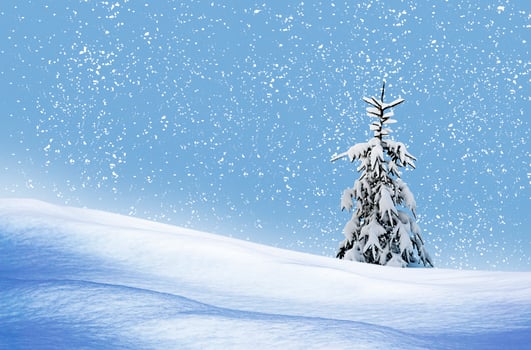 Winter Forest. Winter landscape. photo