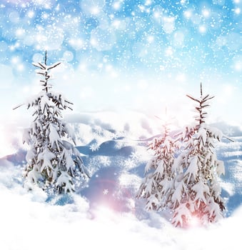 Winter background. winter forest photo