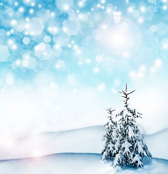 Winter background. winter forest photo
