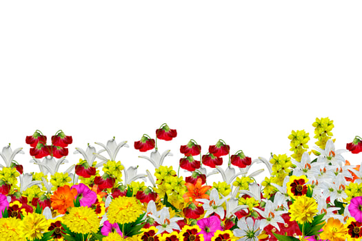 flowers isolated on white background photo