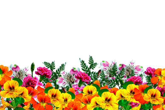 flowers isolated on white background photo