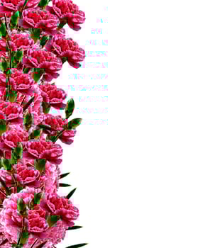 carnation flowers isolated on white background photo