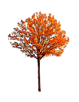 oak tree isolated on white background photo