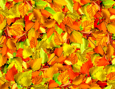 autumn leaves of birch photo