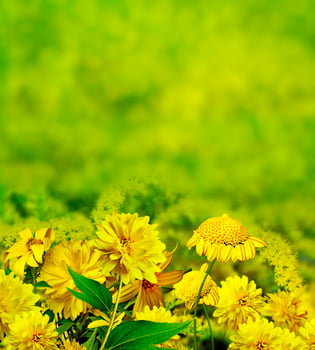 summer landscape. wildflowers photo