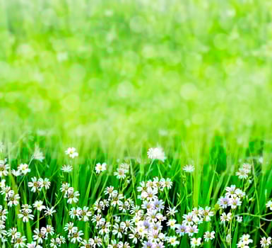 Summer landscape with wildflowers photo