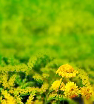 summer landscape. wildflowers photo