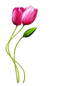 bouquet of pink tulips isolated on white background photo