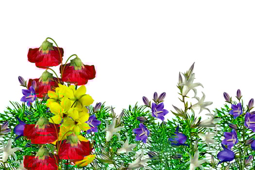 Flowers isolated on white background photo