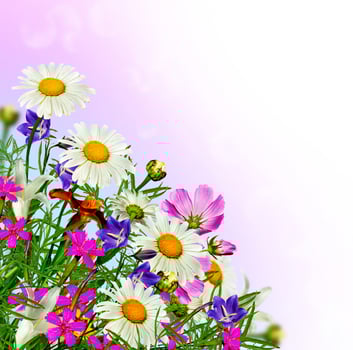 daisy flowers field photo