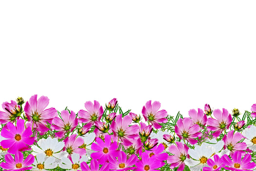 Cosmos flowers isolated on white background photo