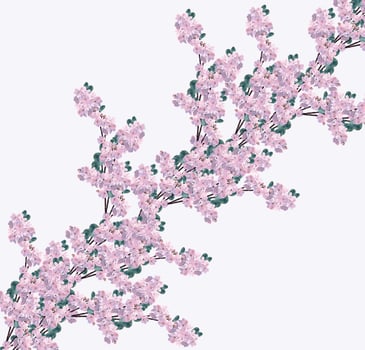 Beautiful delicate flowers of apple blossom isolated on white background. photo