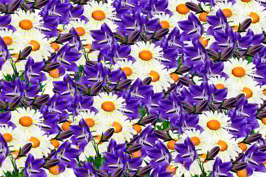 field daisy flowers and bells photo