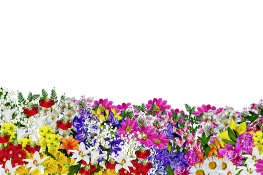 flowers isolated on white background photo