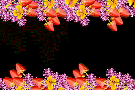 spring flowers tulips isolated on black background. photo