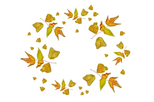 autumn leaves isolated on white background. photo