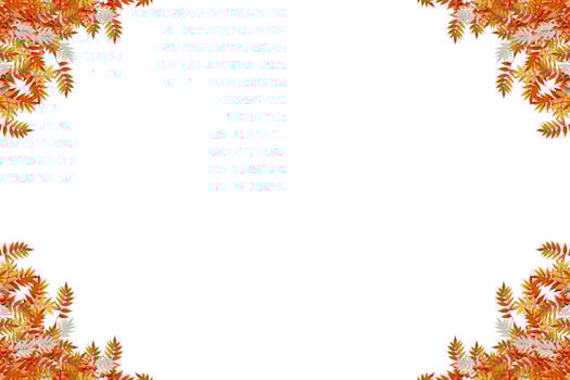 Colorful autumn foliage isolated on white background. Indian summer. photo