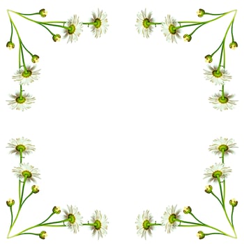 daisies summer flower isolated on white background. photo