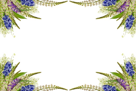 lupines beautiful flowers on a white background photo