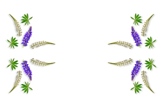 lupines beautiful flowers on a white background photo