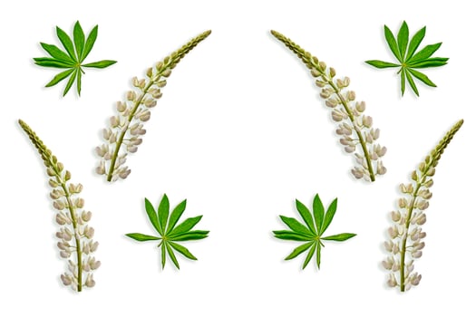 lupines beautiful flowers on a white background photo