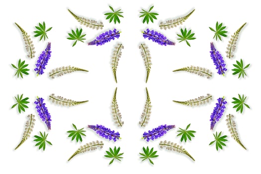 lupines beautiful flowers on a white background photo