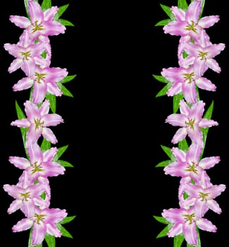 Flower lily isolated on white background. photo