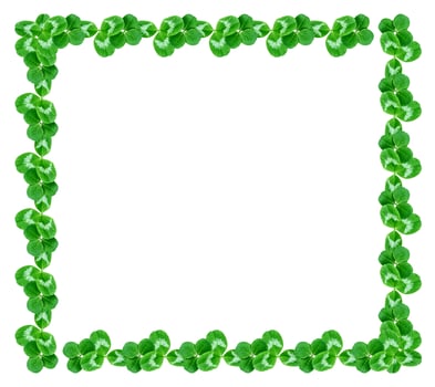 green clover leaves isolated on white background. St.Patrick 's Day photo