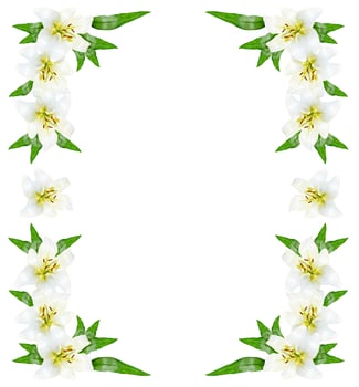 Flower lily isolated on white background. photo