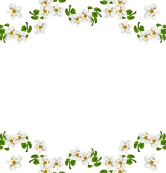 Flowering branch of apple isolated on a white background. Spring Flower. photo