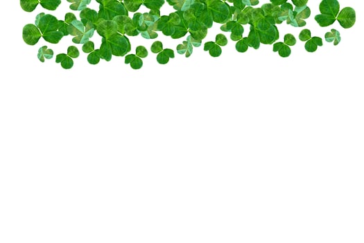 green clover leaves isolated on white background. St.Patrick 's Day photo
