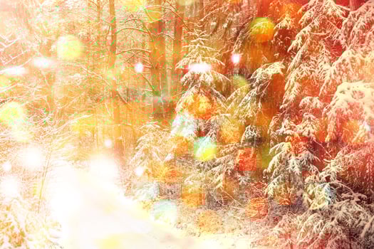 forest in the frost. Winter landscape. Snow covered trees. photo