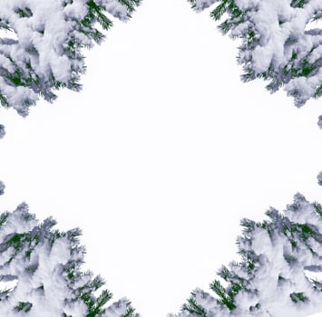 forest in the frost. Winter landscape. Snow covered trees. photo