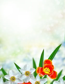 Bright and colorful spring flowers daffodils and tulips photo