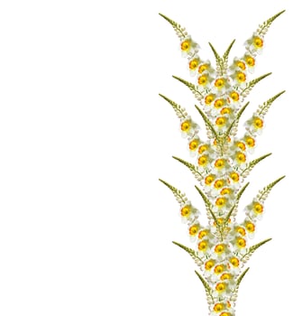 spring flowers narcissus isolated on white background photo