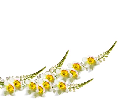 spring flowers narcissus isolated on white background photo