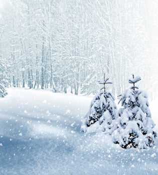 forest in the frost. Winter landscape. Snow covered trees photo