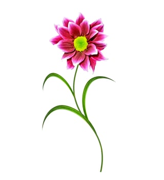 Flowers isolated on white background. photo