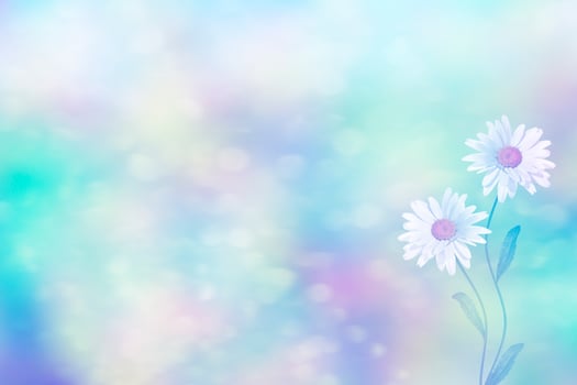 Wildflowers daisies. Summer landscape. white chamomile flowers photo