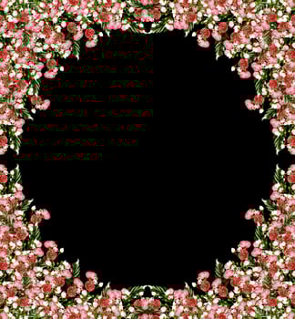 Bright colorful flowers wild rose isolated on a black background photo