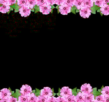 lavatera  isolated on black background. bright flower photo