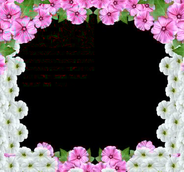 lavatera  isolated on black background. bright flower photo