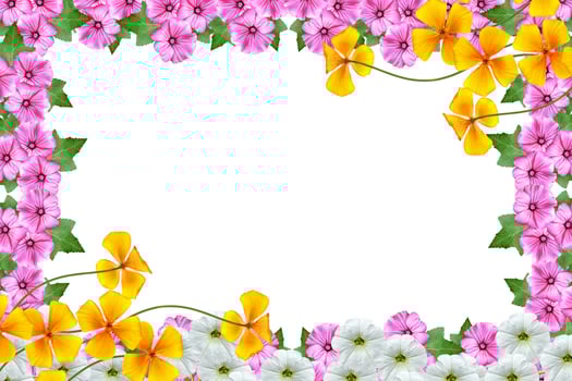 lavatera  isolated on white background. bright flower photo