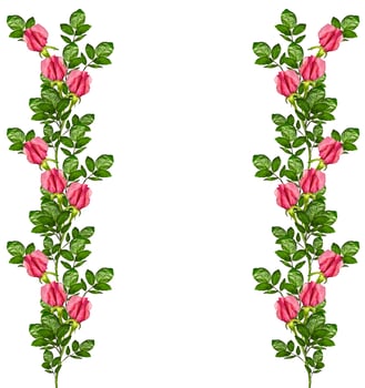 flower buds of roses isolated on white background photo