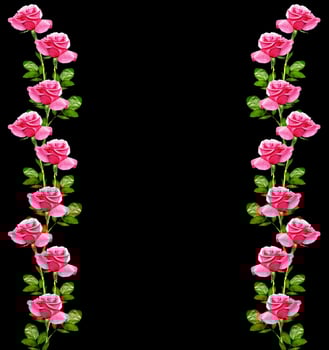 flower buds of roses isolated on black background photo