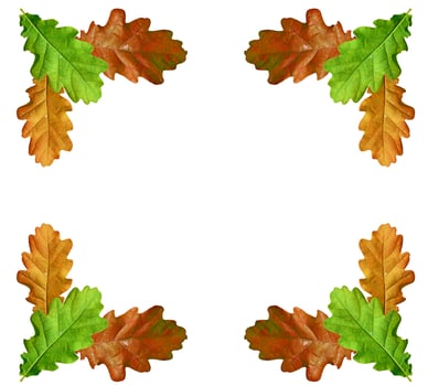 foliage isolated on white background. Golden autumn photo