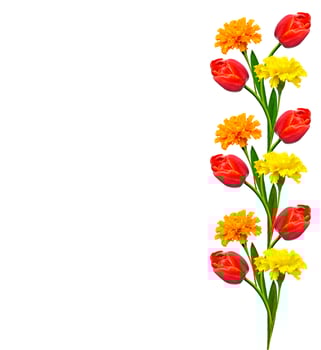 spring flowers tulips isolated on white background. photo
