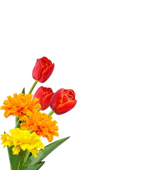 spring flowers tulips isolated on white background. photo
